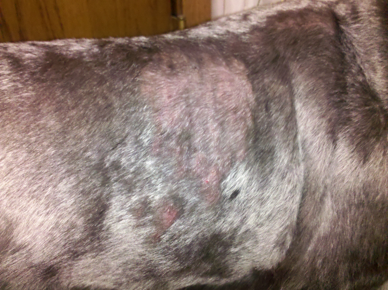 Diffuse erythema and scattered papules along the trunk of a schnauzer dog diagnosed with superficial suppurative necrolytic dermatitis. Lesions developed 2 days after bathing with a shampoo containing essential oils. The dog was lethargic and febrile.