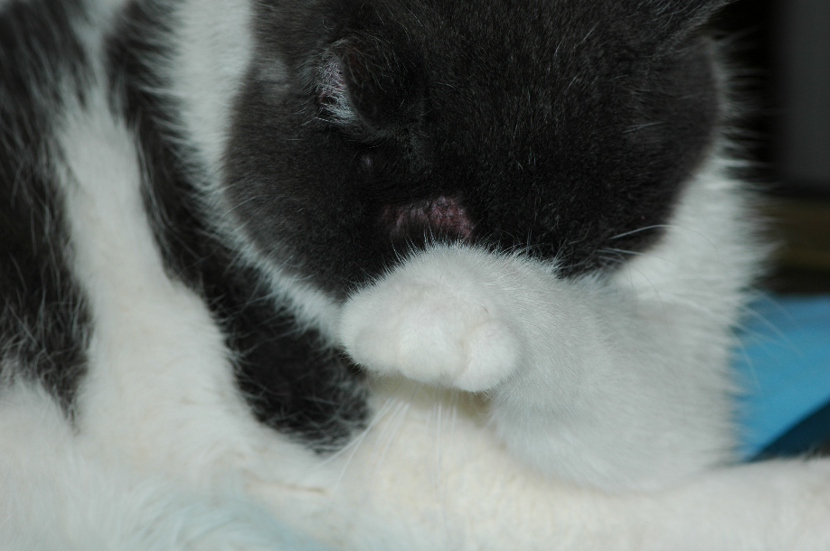 The cat above pawing at his face in response to severe itching. Note the erythema at his forehead (focal area adjacent to the paw).