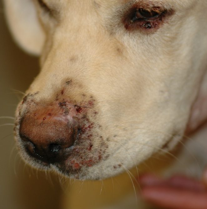 Multiple draining papules and small nodules localized to the cranial aspect of the muzzle and periocular region. The affected areas are slightly swollen. This dog has mandibular lymphadenopathy and is lethargic, pyrexic and anorexic.