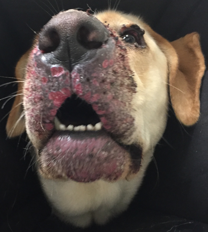 Alopecia, multiple eroded to ulcerated lesions associated with areas of hyperpigmentation and erythema. Lesions are localized to the muzzle, chin and eyelids.