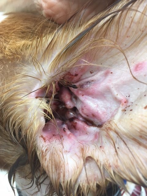 Concave pinna of the dog above. Note the erythema and multiple papules and pustules. Similar lesions are also present on the other pinna. Affected areas are slightly swollen.