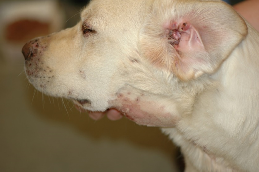 Marked mandibular lymphadenopathy on a 4 months old Labrador retriever with juvenile cellulitis. Notice a few crusts on the dorsal muzzle and swollen peri-ocular region.