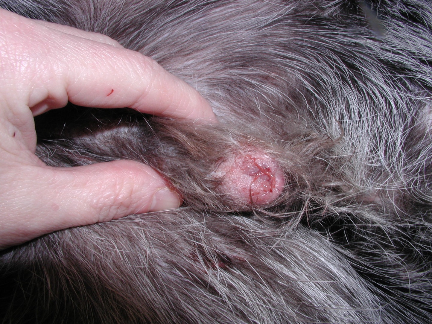 Diffuse erythema and swelling around the prepuce opening of a dog with juvenile cellulitis. The affected areas is draining a serous-sanguineous exudate. Lesions are also present on the face and the dogs had mandibular lymphadenopathy.