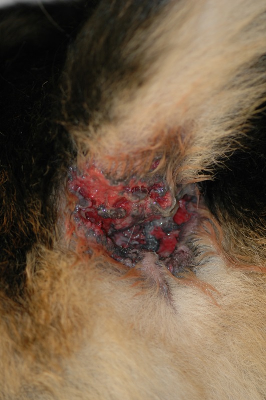 A German shepherd dog with multiple anal and perianal ulcers of various sizes associated with sinus tracts that exude a serous sanguineous exudate. The dog is very painful to defecate.
