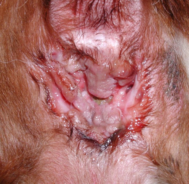 German shepherd mixed dog with multiple perianal sinus tracts that exude a sanguineous-purulent exudate. Notice the intermixed fibrotic tissue that developed as the skin tried to heal. The dog is very painful to defecate.