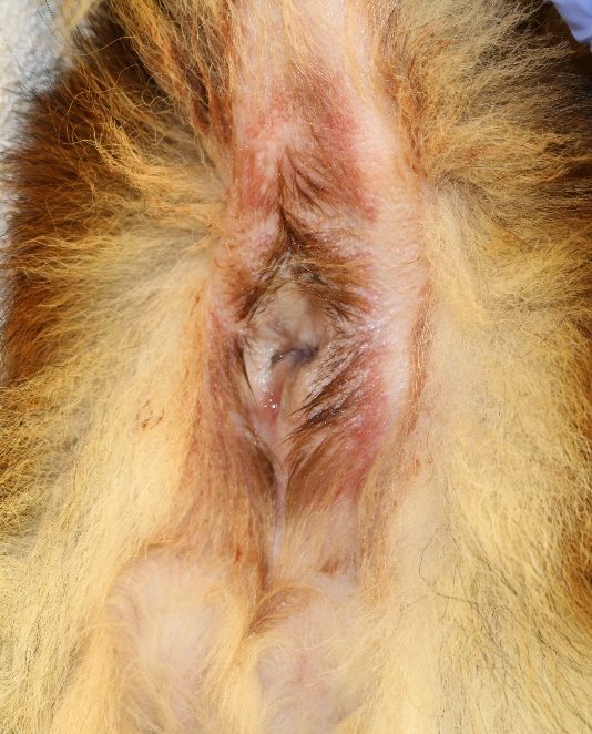 Notice the sanguineous-purulent exudate extruded from the right anal sac of a German shepherd dog with anal sacculitis. The perianal skin is moist and erythematous.