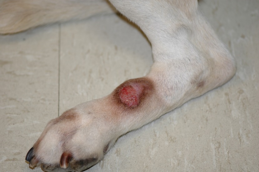 Classical acral lick dermatitis lesion. Notice an ulcerated nodule localized to the metatarsal region of a dog. The nodule is firm to the touch. The brownish discoloration of the surrounding hairs indicates that the dog has been licking/chewing at the area.