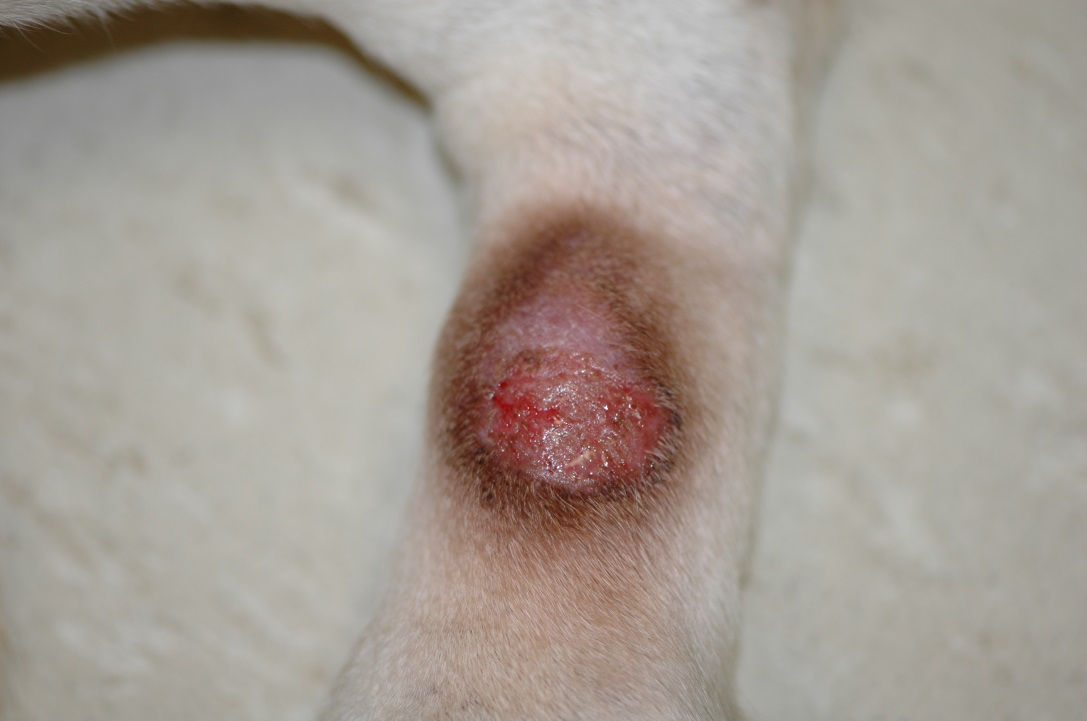Close-up view of the lesion above.