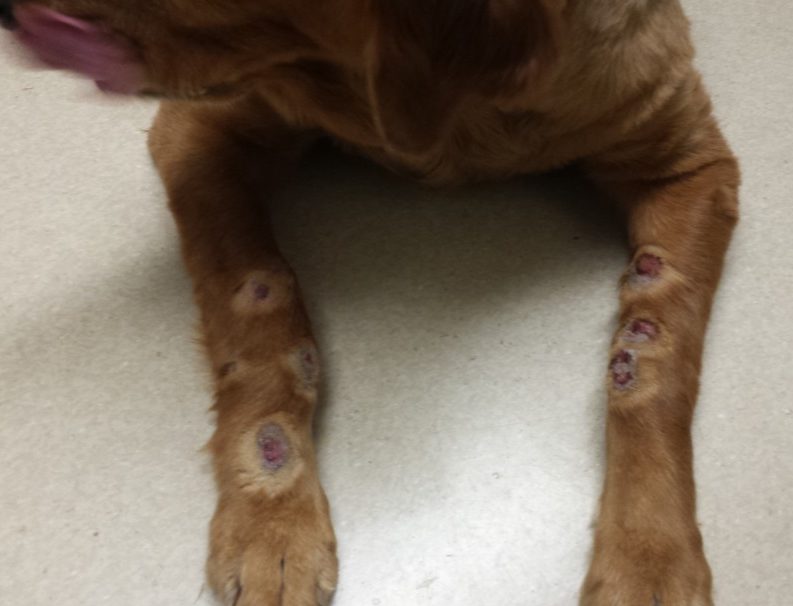 Multiple eroded to ulcerated plaques typical of acral lick dermatitis on both front limbs of a dog with atopic dermatitis. In this dog, controlling the underlying allergic condition and treating the lesions, prevented recurrence. The surrounding hairs were shaved for better visualization of lesions.