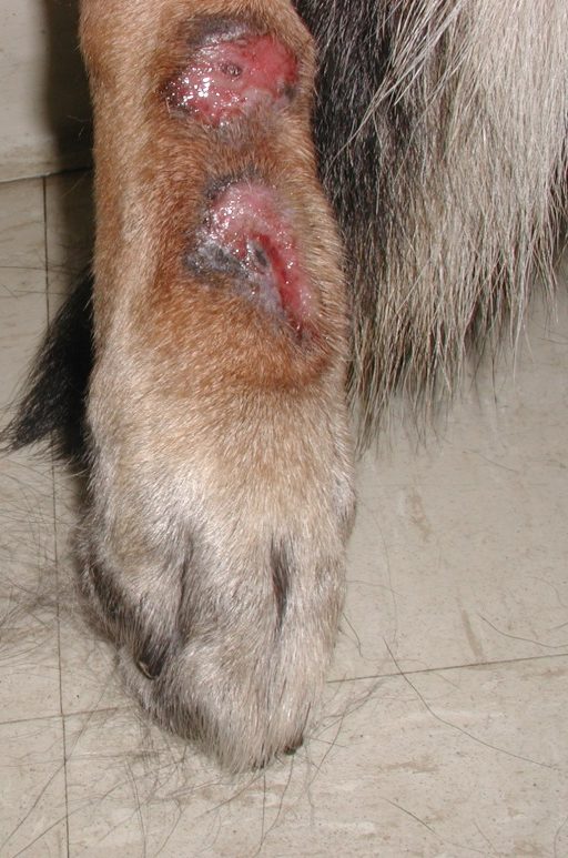 Two firm ulcerated plaques on the metatarsal area of a German shepherd dog. This dog spent most of the day on a relatively small crate and behavior was considered an important trigger of acral lick dermatitis in this case.