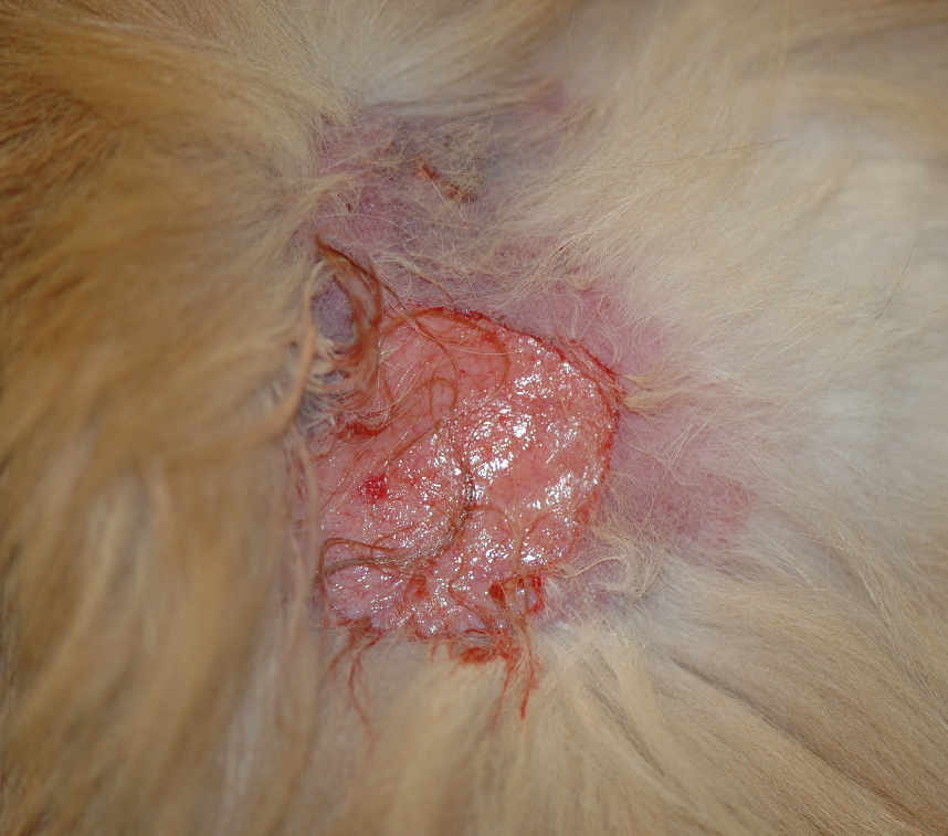 Notice a large tear with minimal focal bleeding on the skin of a cat with cutaneous asthenia. This cat’s skin is fragile due to a collagen defect and will tear at occasions during grooming, scratching or handling.