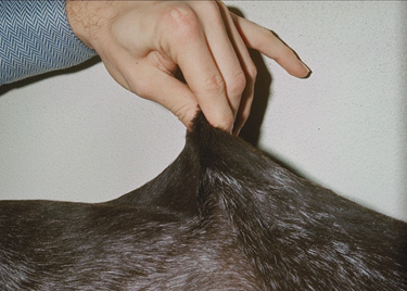Notice the hyperextensibility of the skin of a dog with cutaneous asthenia.