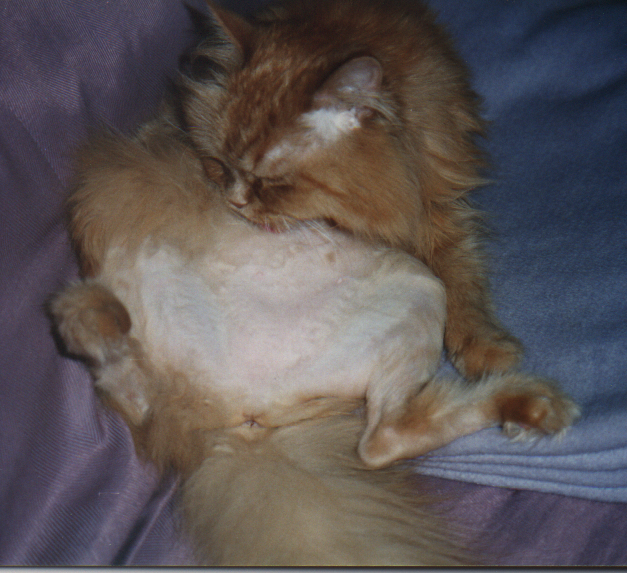 Classical case of non-inflammatory alopecia induced by overgrooming.