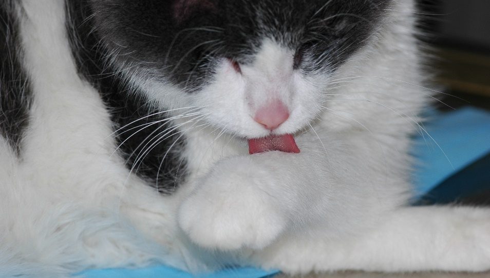 Excessive grooming of a cat with self-inflicted non-inflammatory alopecia.