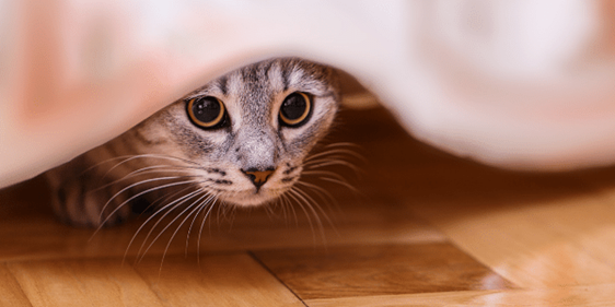 Remember, cats often hide to perform activities such as, overgrooming, pulling out hairs and/or chewing/nibbling the skin.