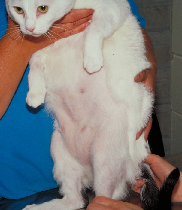 Extensive self-inflicted non-inflammatory alopecia localized to the ventral abdomen and lateral thighs. These areas are easily reached by the cat.