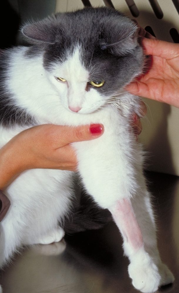 Self-inflicted non-inflammatory alopecia localized to the right front leg. The ventral abdomen was also affected and the cat started to ovegroom the left foreleg.