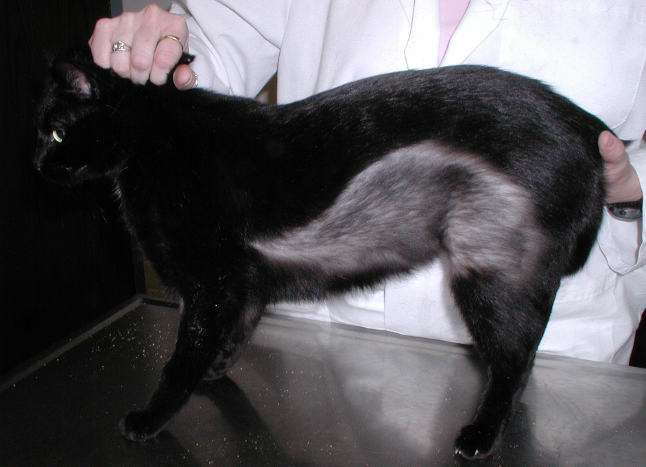 Notice the well-demarcated area of alopecia induced by overgrooming the area. The uncovered skin appears completely normal.