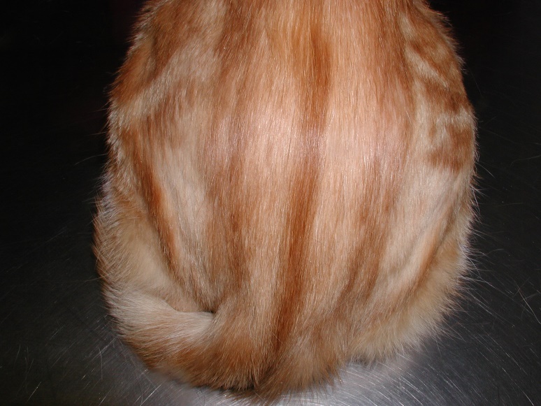 Notice the symmetrical pattern of hypotrichosis to alopecia. The hair loss is self-inflicted by the cat overgrooming the caudal dorsum