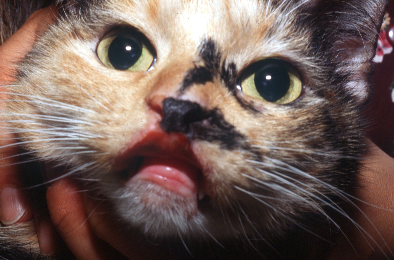 Notice the deep ulcer spanning the upper lip of a cat with eosinophilic ulcer. No underlying disease was identified in this case, but the lesion responded very well to oral prednisolone.