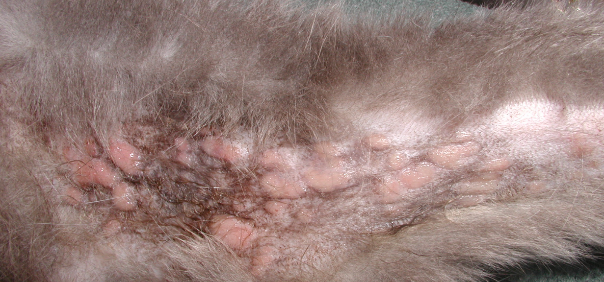 Notice single to coalescing erythematous plaques associated with alopecia on the lateral trunk of a cat with eosinophilic plaque. Some lesions are eroded and exudative; evidenced by a shiny surface