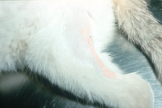 Linear and pink lesion localized to the caudal aspect of the thigh of a cat with eosinophilic granuloma. The lesion was asymptomatic and resolved spontaneously. The area was shaved for better visualization of the lesion.