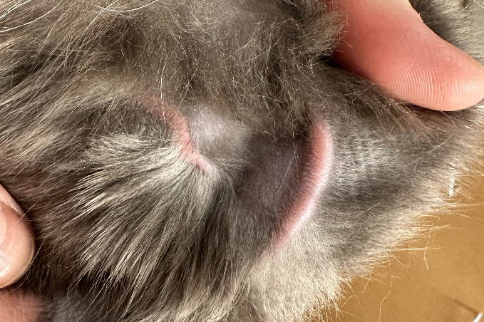 This cat developed many linear lesions throughout its trunk and was very pruritic. He was diagnosed with food allergy and no recurrence ensued when eating strictly the trial diet.