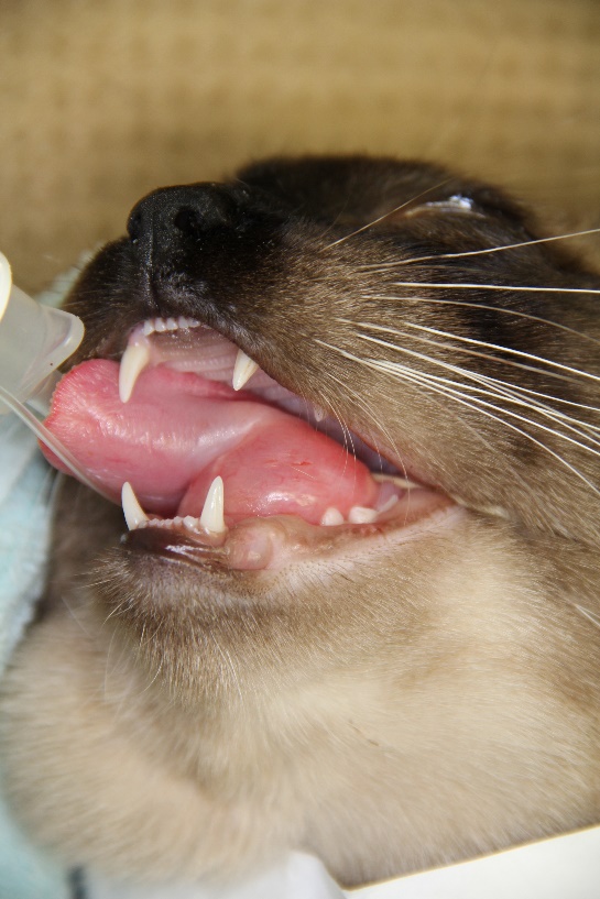 Notice the swelling under the tongue of a cat with eosinophilic granuloma. Surprisingly, this lesion was not interfering with normal drinking or eating.