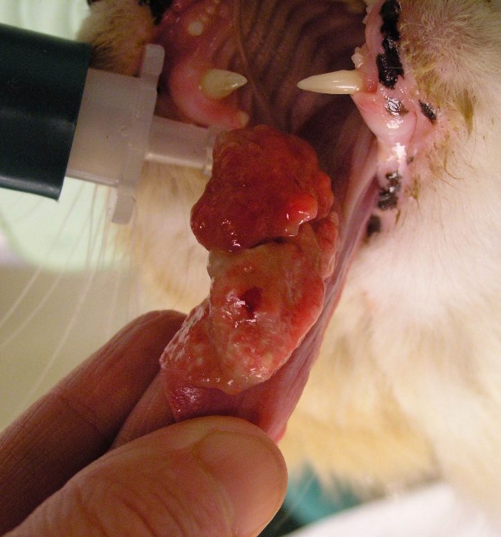 Two large, eroded to ulcerated, and somewhat lobulated plaques localized to the tongue of a cat with eosinophilic granuloma. An important differential diagnosis in this case is squamous cell carcinoma and a biopsy has to be performed.