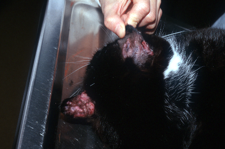 Multiple and coalescing erythematous nodules are present on the convex pinnae of a cat with eosinophilic granuloma. The patient was moderately pruritic but no underlying disease could be identified. The cat responded well to oral prednisolone and was maintained on this medication for life.