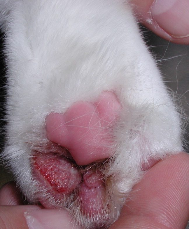 Notice eroded to ulcerated plaques localized to the paw pads of the fourth and fifth digits of a cat with eosinophilic granuloma. The cat licked at the lesions constantly causing erosions and avoided bearing weight on that paw.