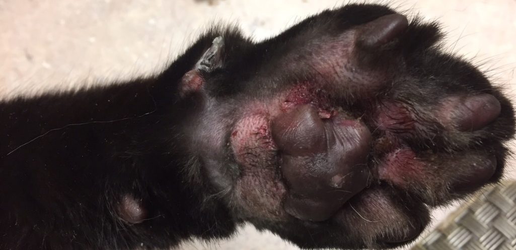 Notice the eosinophilic nodules and plaques adjacent to the paw pads of a cat with eosinophilic granuloma.