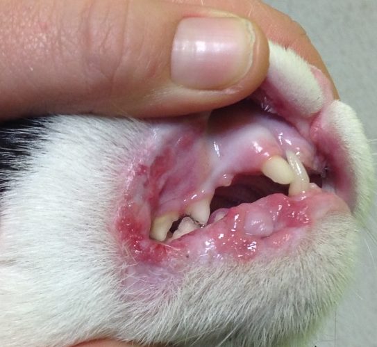 Notice the multifocal erythematous and eroded lesions along the lip margins of a cat with eosinophilic granuloma.