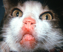Notice the ill-defined erythematous swelling localized to the chin (fat-chinned cat) and cranial muzzle of a cat with eosinophilic granuloma.