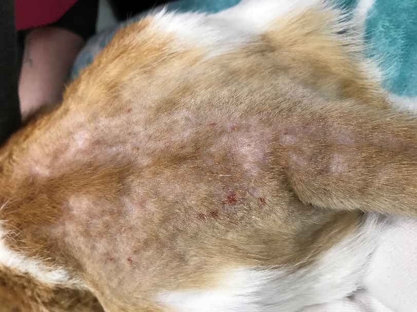 Multiple miliary lesions along the caudal dorsum and base of the tail of a cat with fleabite allergy. The significant pruritus at these areas caused self-inflicted alopecia. Remember, the most common feline skin disease presented with miliary dermatitis is fleabite allergy.