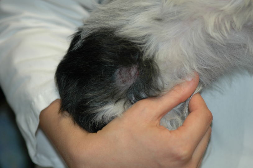 Circular to oval area of alopecia and hyperpigmentation localized to the right lateral thigh of a Shih Tzu dog. The lesion was noted about 3 months after rabies vaccination.