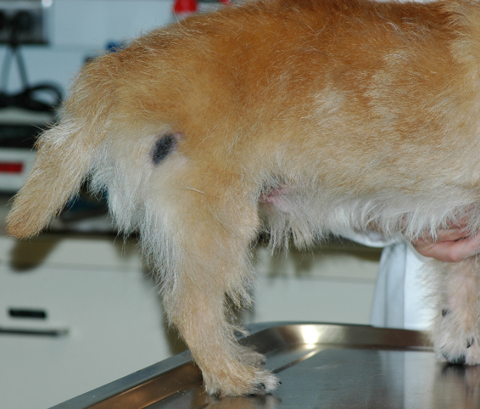 Oval area of alopecia and hyperpigmentation localized to the right lateral thigh of a mixed-breed dog. The affected site feels slightly thicker than the adjacent skin. The lesion does not bother the dog.