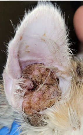 Proliferative coalescing erythematous plaques and nodules affecting the concave pinna of a 5-month-old cat. Lesions are partially covered with light brown to yellowish crusts. Both ears are affected and lesions extend to the external ear canals.