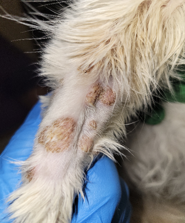 Multiple erythematous plaques localized to the front legs of the kitten above. Lesions are covered with tightly adhered light yellowish crusts.